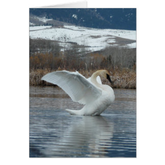 Trumpeter Swan 2