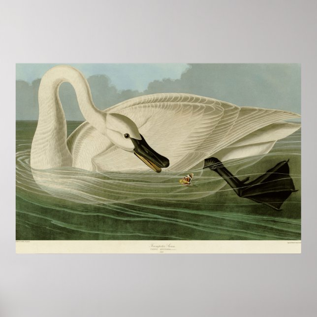 Trumpeter swan antique litho plate Audubon Poster (Front)