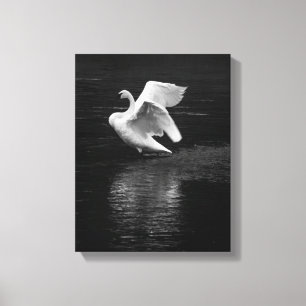Trumpeter Swan b/w Canvas Print
