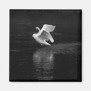 Trumpeter Swan b/w Magnet