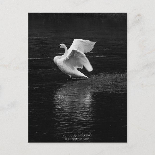 Trumpeter Swan b/w Postcard (Front)