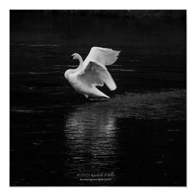 Trumpeter Swan b/w Poster (Front)