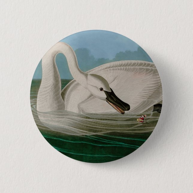 Trumpeter Swan Birds of America Audubon Print 6 Cm Round Badge (Front)