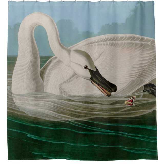Trumpeter Swan Birds of America Audubon Print Shower Curtain (Front)