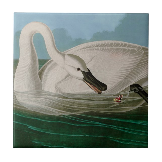 Trumpeter Swan Birds of America Audubon Print Tile (Front)