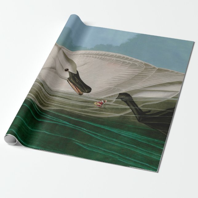 Trumpeter Swan Birds of America Audubon Print Wrapping Paper (Unrolled)