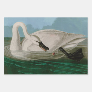 Trumpeter Swan Birds of America Audubon Print Wrapping Paper Sheet
