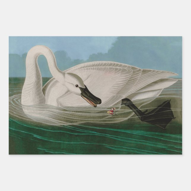 Trumpeter Swan Birds of America Audubon Print Wrapping Paper Sheet (Front)