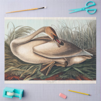 Trumpeter Swan by John James Audubon Decoupage  Tissue Paper