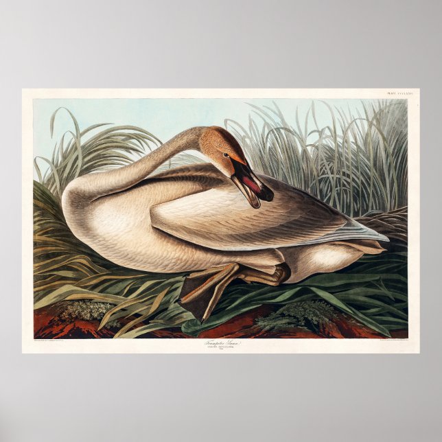 Trumpeter Swan by John James Audubon Poster (Front)