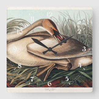 Trumpeter Swan by John James Audubon   Square Wall Clock