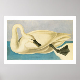 Trumpeter Swan by John James Audubon, Vintage Bird Poster