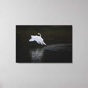 Trumpeter Swan Canvas Print