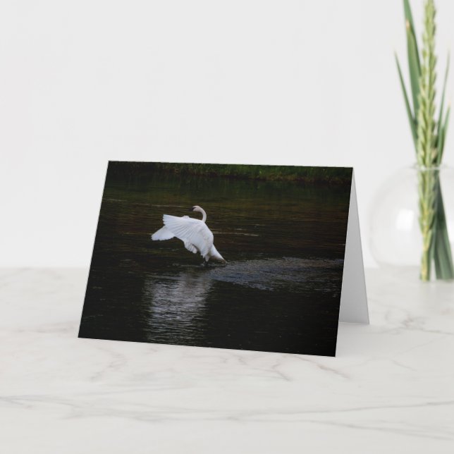 Trumpeter Swan Card (Front)