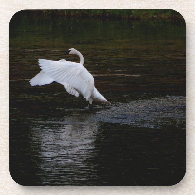 Trumpeter Swan Coaster (Front)
