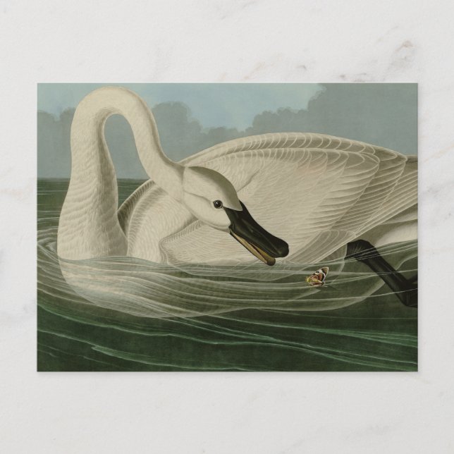 Trumpeter Swan - from Audubon's Birds of America Postcard (Front)