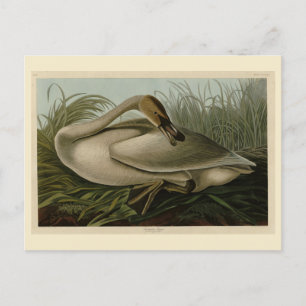 Trumpeter Swan - from Audubon's Birds of America Postcard