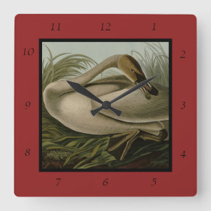 Trumpeter Swan - from Audubon's Birds of America Square Wall Clock