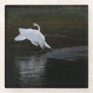 Trumpeter Swan Glass Coaster