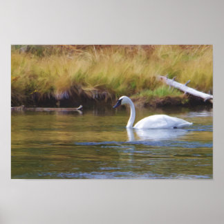Trumpeter Swan Poster