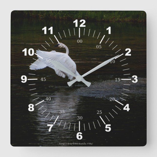 Trumpeter Swan Square Wall Clock (Front)