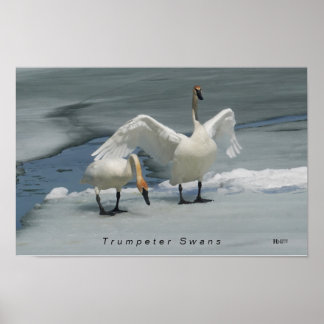 Trumpeter Swans in northern Michigan Poster