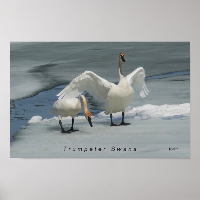 Trumpeter Swans in northern Michigan Poster (Front)