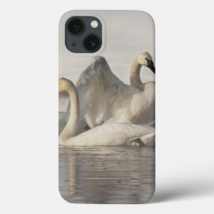Trumpeter Swans in the Madison River in winter iPhone 13 Case