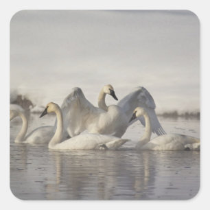 Trumpeter Swans in the Madison River in winter Square Sticker
