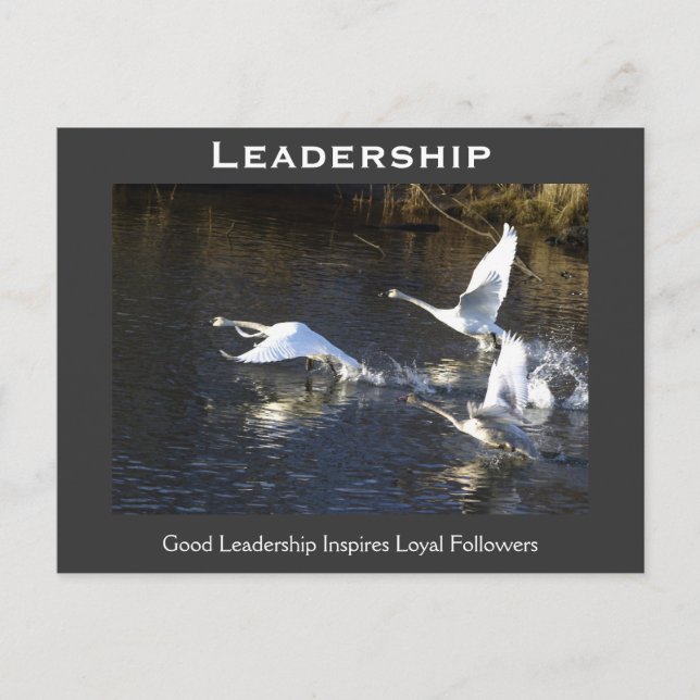 Trumpeter Swans Motivational Gifts Postcard (Front)