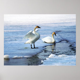 Trumpeter Swans on breaking ice Poster