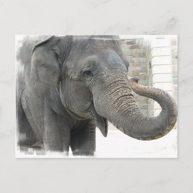 Trumpeting Elephant Postcard (Front)