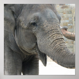 Trumpeting Elephant Print