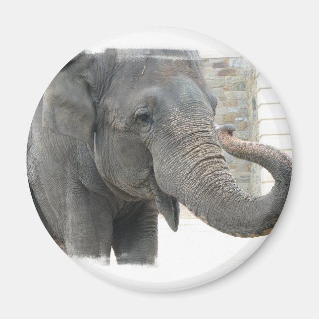 Trumpeting Elephant Round Button Magnet (Front)