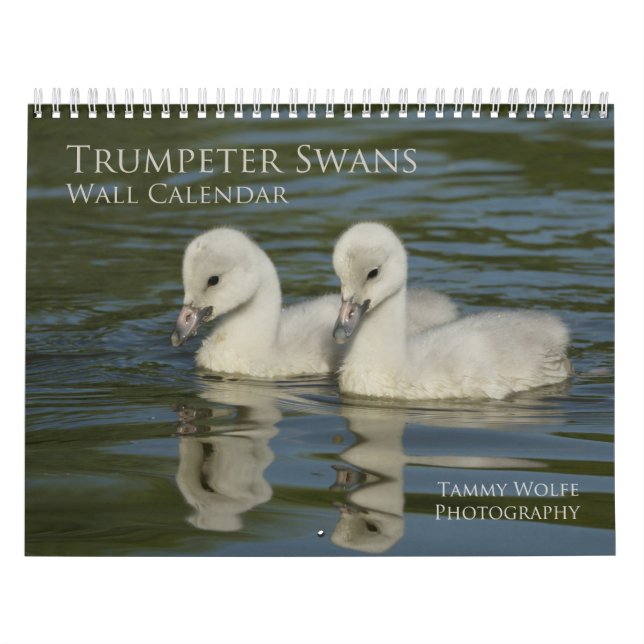 Trumpter Swan Wall Calendar (Cover)