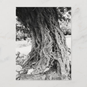 Trunk of ancient Olive tree in Greece photograph Postcard