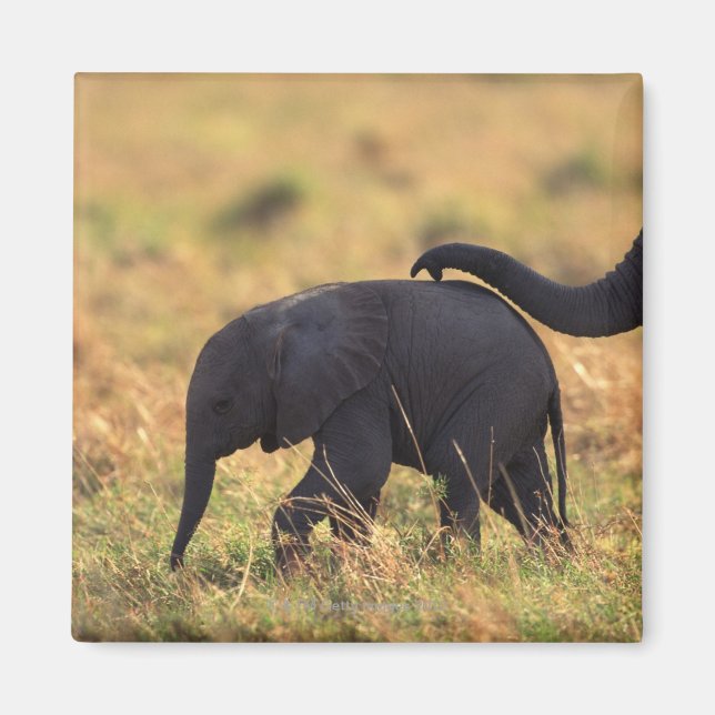 Trunk of elephant touching offspring , Kenya , Magnet (Front)