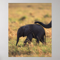Trunk of elephant touching offspring , Kenya ,