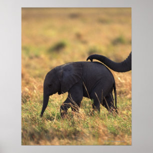 Trunk of elephant touching offspring , Kenya , Poster