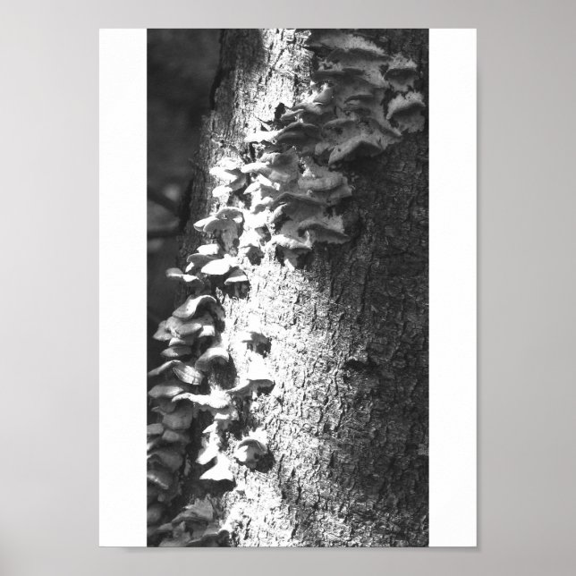 trunk poster (Front)