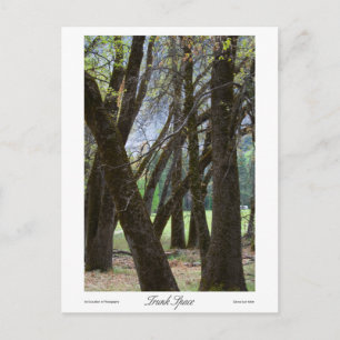 Trunk Space Prints Postcard