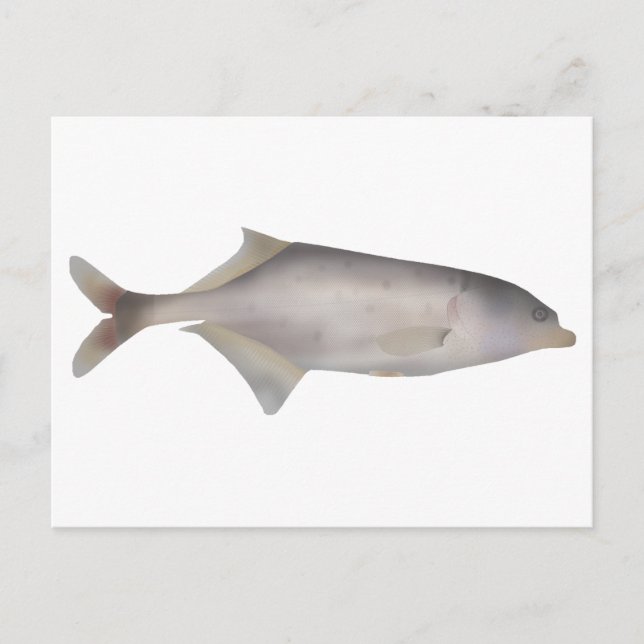 Trunkfish Postcard (Front)