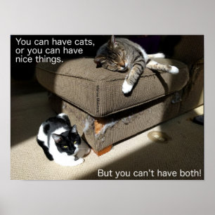Truth About Cats Meme Poster