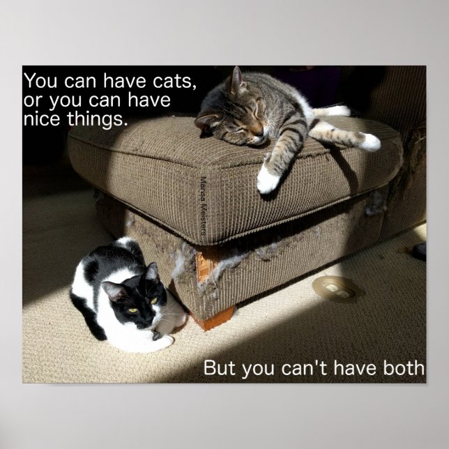 Truth About Cats Meme Poster (Front)