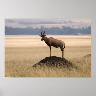 Tsessebe Antelope On Lookout For Predators Poster