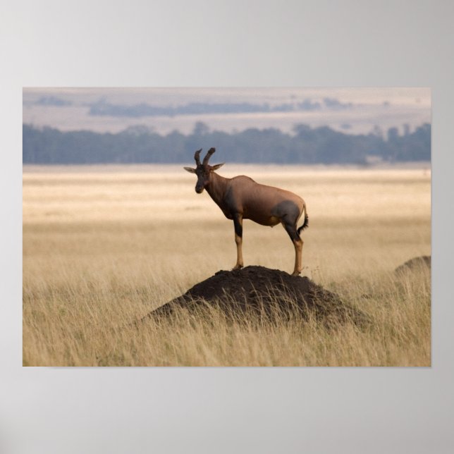 Tsessebe Antelope On Lookout For Predators Poster (Front)