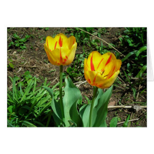 Tu tulips