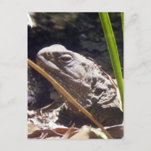 Tuatara Postcard