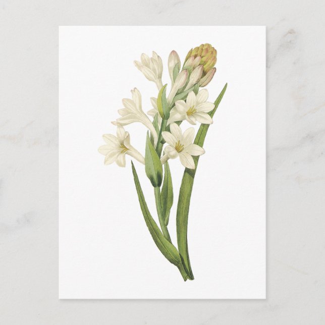 tuberose(Tuberosa sp.) by Redouté Postcard (Front)