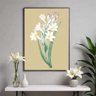 Tuberose, Vintage Flower Botanical Illustration  Poster